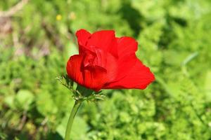 helder anemoon bloemen bloeide in een Woud opruimen. foto