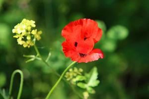 helder anemoon bloemen bloeide in een Woud opruimen. foto