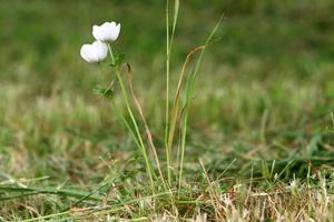 helder anemoon bloemen bloeide in een Woud opruimen. foto