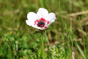 helder anemoon bloemen bloeide in een Woud opruimen. foto