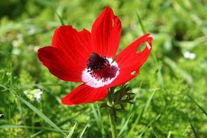 helder anemoon bloemen bloeide in een Woud opruimen. foto