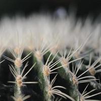 cactus foto