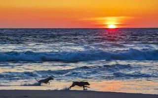 honden rennen gelukkig in voorkant van de zonsondergang strand Mexico. foto