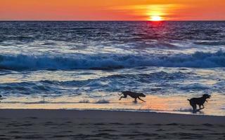 honden rennen gelukkig in voorkant van de zonsondergang strand Mexico. foto
