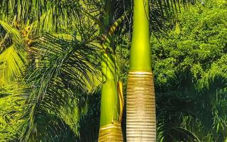 tropisch natuurlijk palm boom kokosnoten blauw lucht in Mexico. foto