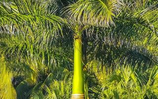 tropisch natuurlijk palm boom kokosnoten blauw lucht in Mexico. foto