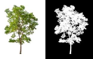 single boom met knipsel pad en alpha kanaal Aan zwart achtergrond foto