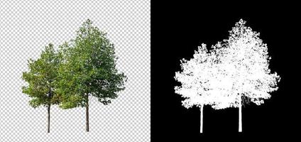 geïsoleerd boom Aan transparant achtergrond met besnoeiing pad en alpha kanaal. foto