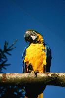 portret van een geel ara Aan een Afdeling. de papegaai vogel is een bedreigd soorten foto