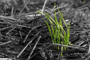 groen blad van gras tussen hooi in selectief kleur foto