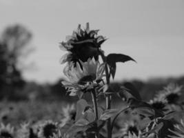 zonnebloemen in Westfalen foto