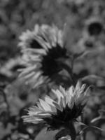 zonnebloemen in Westfalen foto