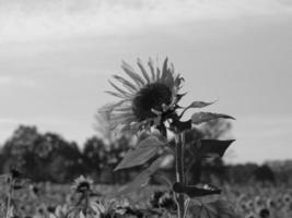 zonnebloemen in Westfalen foto