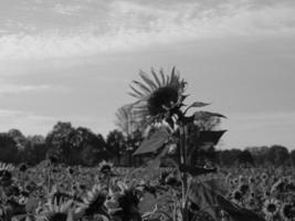 zonnebloemen in Westfalen foto