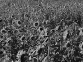 zonnebloemen in Westfalen foto