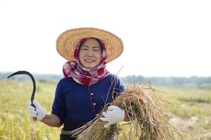 Aziatisch vrouw boer slijtage hoed, Thais lendendoek gedekt haar hoofd , houdt sikkel naar oogst rijst- planten Bij rijstveld veld. concept , landbouw bezigheid. nationaal boer. foto