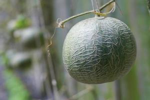 vers meloen biologisch fruit in groen huis tuin foto