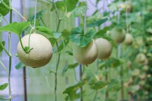 vers meloen biologisch fruit in groen huis tuin foto