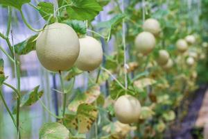 vers meloen biologisch fruit in groen huis tuin foto