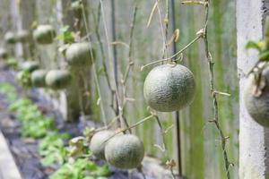 vers meloen biologisch fruit in groen huis tuin foto