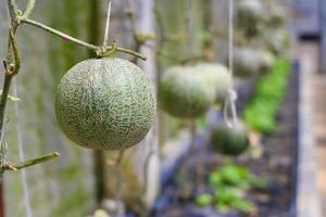 vers meloen biologisch fruit in groen huis tuin foto