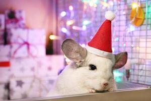 schattig wit chinchilla met de kerstman claus rood hoed Aan een achtergrond van Kerstmis decoraties en Kerstmis lichten. weinig pluizig de kerstman. winter concept en nieuw jaar huisdier geschenken. foto