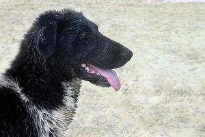 portret van nat zwart en wit hond na zwemmen Aan de zanderig strand. foto