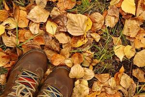 top visie Aan vrouw bruin schoenen Aan een achtergrond van kleurrijk droog herfst bladeren Bij de links bodem hoek. foto