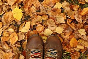 top visie Aan vrouw bruin schoenen Aan een achtergrond van kleurrijk droog herfst bladeren. foto