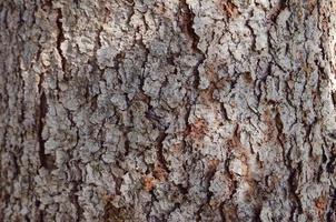 schors van boom. ruw materiaal. pijnboom boom schors textuur. oud en droog boom blaffen. grijs en rood blaffen. foto