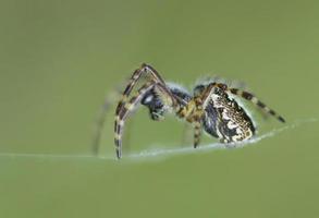 spin op het web