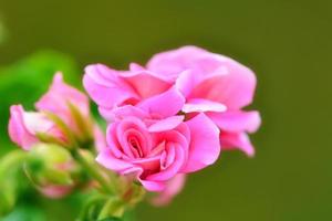close-up roze geraniums in de eigen tuin