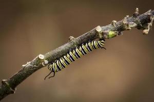 monarch catterpillar