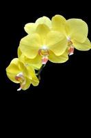 moon's orchidee (phalaenopsis amabilis) foto