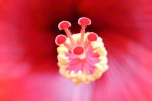 close-up van stamper, rode hibiscus, macro, midden. levendige kleuren foto