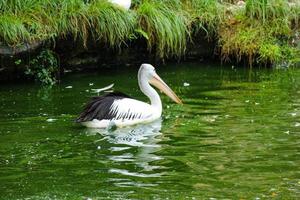 deze is foto van pelikaan vogel. deze vogel is een van de vogel soorten in de meer in ragunan dierentuin.