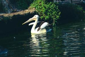 deze is foto van pelikaan vogel. deze vogel is een van de vogel soorten in de meer in ragunan dierentuin.