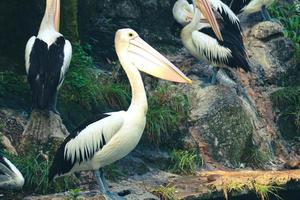 deze is foto van pelikaan vogel. deze vogel is een van de vogel soorten in de meer in ragunan dierentuin.