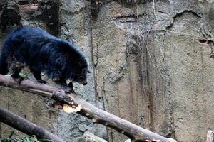 deze is foto van een binturong Bij ragunan dierentuin.