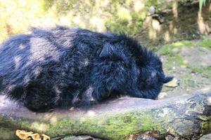 deze is foto van een binturong Bij ragunan dierentuin.