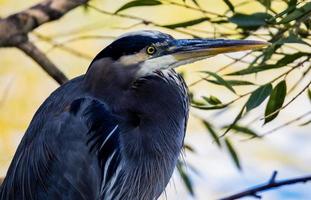 close-up van blauwe reiger foto