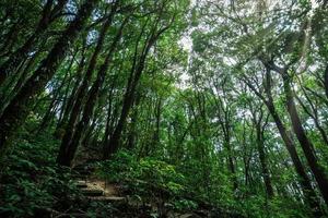 bomen in het bos foto