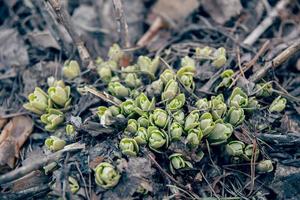 spruiten groeien in bos foto