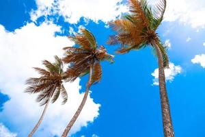 kokospalmen op de baai van Maracas foto