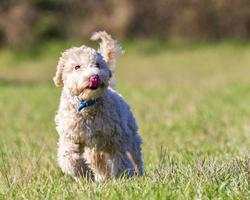 portret van poochon puppy met zijn tong uit foto