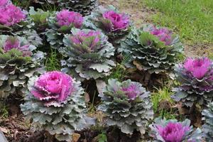 close-up van paarse planten foto