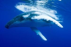 bultrug walvis foto