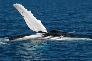 walvis / buckelwal vor fraser eiland