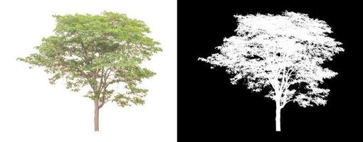 boom geïsoleerd Aan wit achtergrond met knipsel pad en alpha kanaal foto