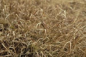 veld- van droog gras dichtbij omhoog, somber landschap van droog weide foto